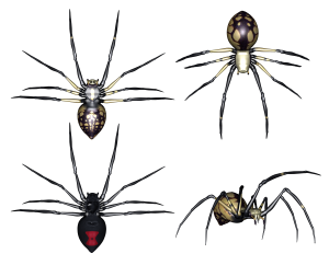 Spider PNG image-4533